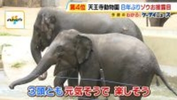 【天王寺動物園】8年ぶり！ゾウの一般公開始まる　「３頭とも元気で楽しそう」ゾウ舎は約45億円投じてリニューアル　ゾウにとってもより過ごしやすい環境に