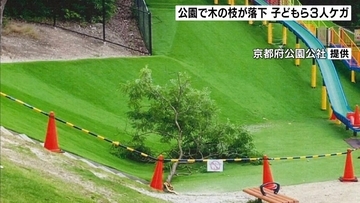 “長さ約4.5ｍ”公園で木の枝が折れて落下…4～9歳の子どもら3人重軽傷　京都・宇治市