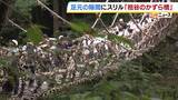 「「心臓ばくばく」「怖かったけど楽しかった」水面からの高さは約14m！徳島・祖谷のかずら橋がにぎわう」の画像1