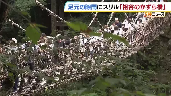「心臓ばくばく」「怖かったけど楽しかった」水面からの高さは約14m！徳島・祖谷のかずら橋がにぎわう