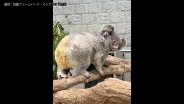  ほっぺムギュッ！飼育員に抱きかかえられるコアラ　新たに仲間入りしたコアラ「こまち」の一般公開はじまる　「淡路ファームパーク・イングランドの丘」