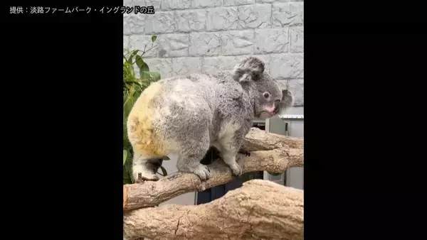  ほっぺムギュッ！飼育員に抱きかかえられるコアラ　新たに仲間入りしたコアラ「こまち」の一般公開はじまる　「淡路ファームパーク・イングランドの丘」