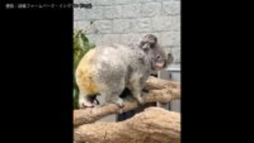  ほっぺムギュッ！飼育員に抱きかかえられるコアラ　新たに仲間入りしたコアラ「こまち」の一般公開はじまる　「淡路ファームパーク・イングランドの丘」