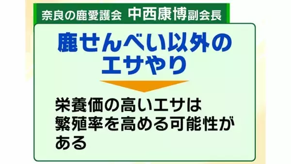 「「観光客らが高栄養価のお菓子を…」奈良のシカが5年連続増加で過去最多に…理由は『鹿せんべい以外のエサ』その影響でトラブルも「昔より交通事故が増えている感覚」」の画像
