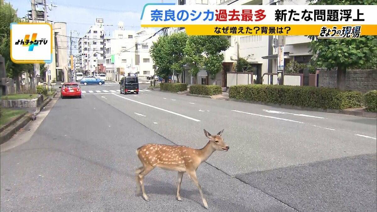 「観光客らが高栄養価のお菓子を…」奈良のシカが5年連続増加で過去最多に…理由は『鹿せんべい以外のエサ』その影響でトラブルも「昔より交通事故が増えている感覚」