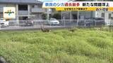 「「観光客らが高栄養価のお菓子を…」奈良のシカが5年連続増加で過去最多に…理由は『鹿せんべい以外のエサ』その影響でトラブルも「昔より交通事故が増えている感覚」」の画像5
