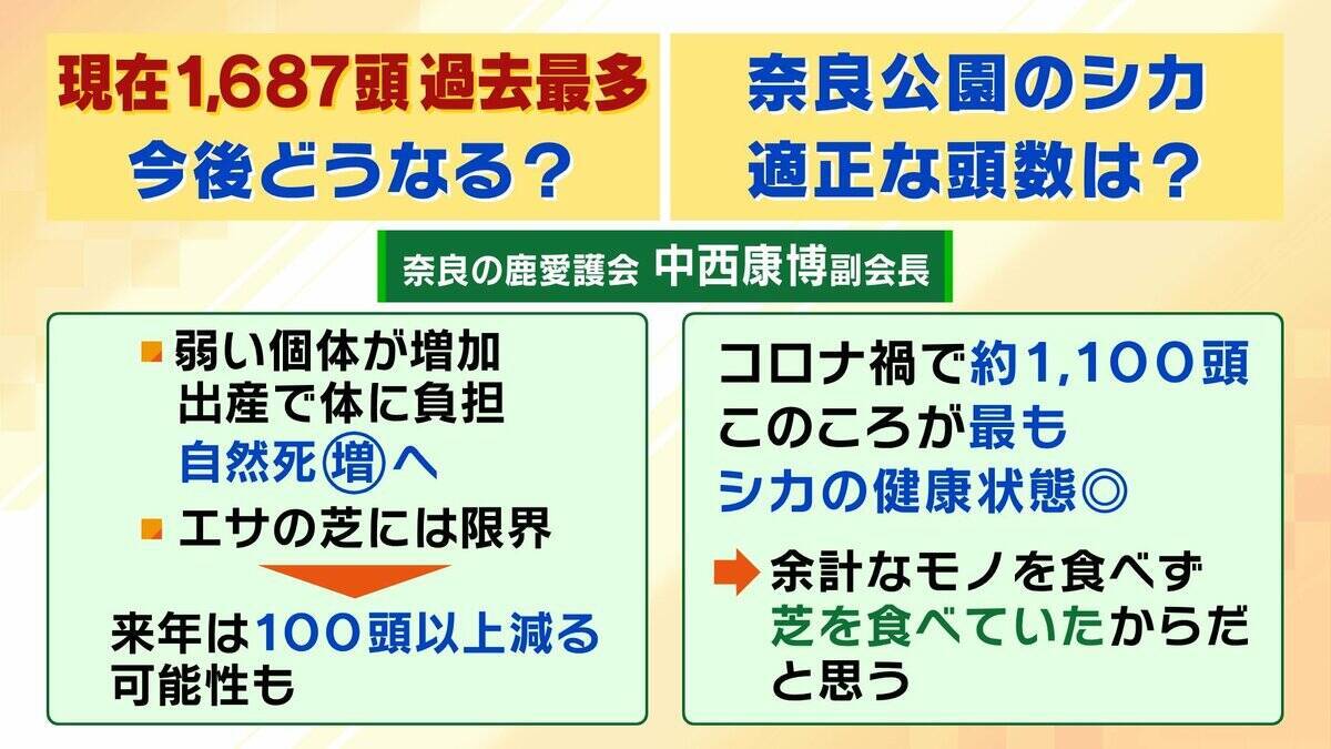 「観光客らが高栄養価のお菓子を…」奈良のシカが5年連続増加で過去最多に…理由は『鹿せんべい以外のエサ』その影響でトラブルも「昔より交通事故が増えている感覚」