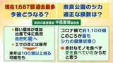「「観光客らが高栄養価のお菓子を…」奈良のシカが5年連続増加で過去最多に…理由は『鹿せんべい以外のエサ』その影響でトラブルも「昔より交通事故が増えている感覚」」の画像6