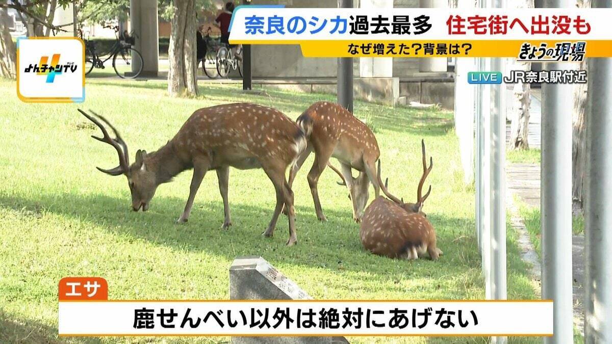 「観光客らが高栄養価のお菓子を…」奈良のシカが5年連続増加で過去最多に…理由は『鹿せんべい以外のエサ』その影響でトラブルも「昔より交通事故が増えている感覚」