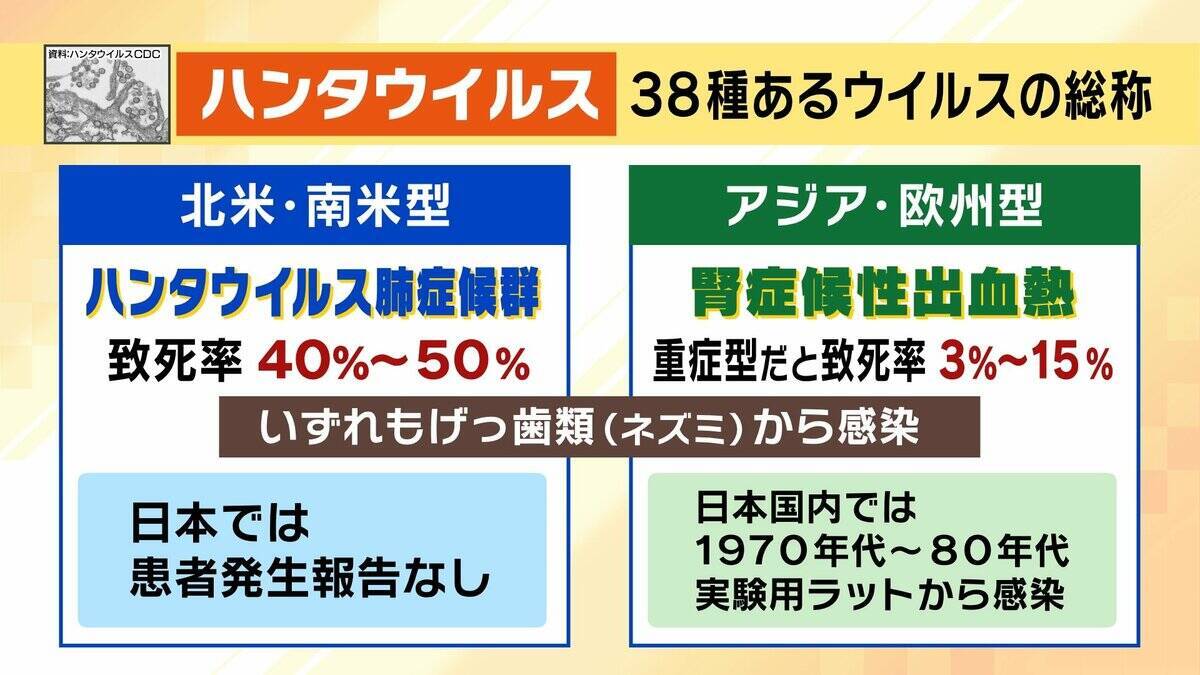 【ハンタウイルス】致死率40%の型も…パンデミックはあり得る？専門家「医療体制次第で治療可能」一方で「ウイルス変異によって感染力が強くなる可能性」指摘　ヒト→ヒト感染の『アンデス株』クルーズ船乗客から検出