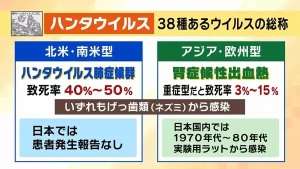 「【ハンタウイルス】致死率40%の型も…パンデミックはあり得る？専門家「医療体制次第で治療可能」一方で「ウイルス変異によって感染力が強くなる可能性」指摘　ヒト→ヒト感染の『アンデス株』クルーズ船乗客から検出」の画像