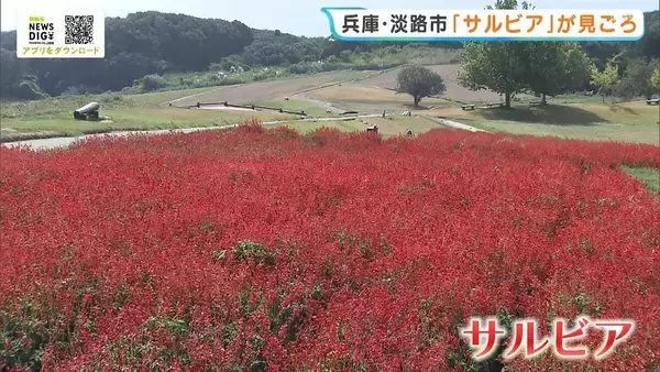 まるで真っ赤な絨毯…サルビア約6万本が咲き誇る　涼しげな青紫色のブルーサルビアも「きれいで最高」　兵庫県立公園「あわじ花さじき」
