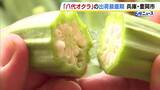 「断面は“八角形”で太さは倍以上のオクラ！？例年よりさらに巨大化　肉厚でも柔らかい「八代オクラ」の出荷が最盛期　 兵庫・豊岡市」の画像1