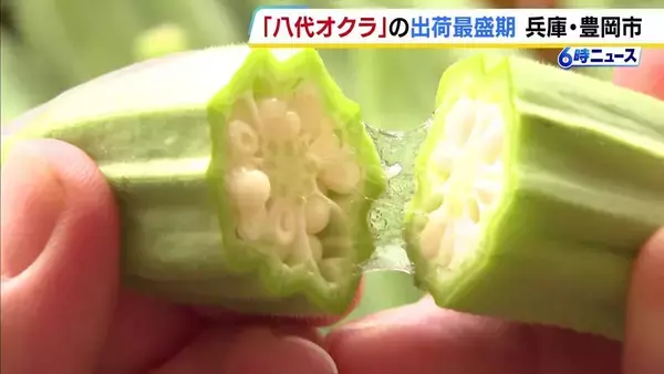 断面は“八角形”で太さは倍以上のオクラ！？例年よりさらに巨大化　肉厚でも柔らかい「八代オクラ」の出荷が最盛期　 兵庫・豊岡市