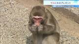 「「ガリガリ美味しそう」動物園のサルに“果物入りの氷”猛暑日にプレゼント！　京都・福知山市」の画像1