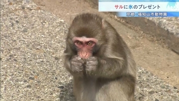 「ガリガリ美味しそう」動物園のサルに“果物入りの氷”猛暑日にプレゼント！　京都・福知山市