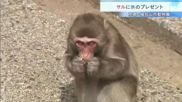 「ガリガリ美味しそう」動物園のサルに“果物入りの氷”猛暑日にプレゼント！　京都・福知山市