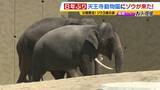 「【8年ぶり】天王寺動物園にゾウが来た！“バスケコート16面分”総工費44.6億円の『ゾウ舎』を福島アナが取材…３つのヒミツに迫る！一般公開前に会いに行ってみた！【解説】」の画像1