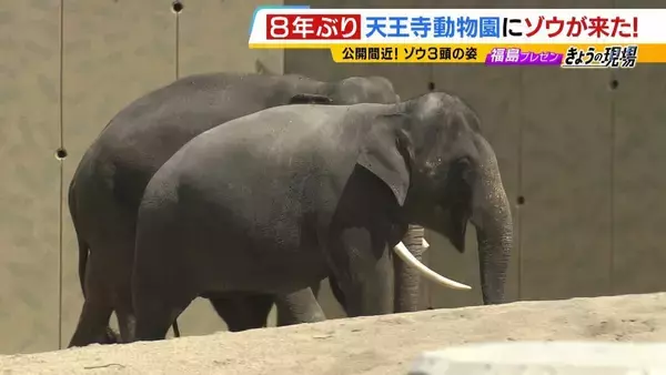 【8年ぶり】天王寺動物園にゾウが来た！“バスケコート16面分”総工費44.6億円の『ゾウ舎』を福島アナが取材…３つのヒミツに迫る！一般公開前に会いに行ってみた！【解説】