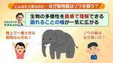 「【8年ぶり】天王寺動物園にゾウが来た！“バスケコート16面分”総工費44.6億円の『ゾウ舎』を福島アナが取材…３つのヒミツに迫る！一般公開前に会いに行ってみた！【解説】」の画像12