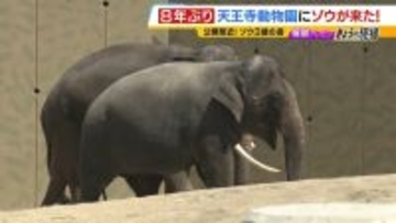 【8年ぶり】天王寺動物園にゾウが来た！“バスケコート16面分”総工費44.6億円の『ゾウ舎』を福島アナが取材…３つのヒミツに迫る！一般公開前に会いに行ってみた！【解説】
