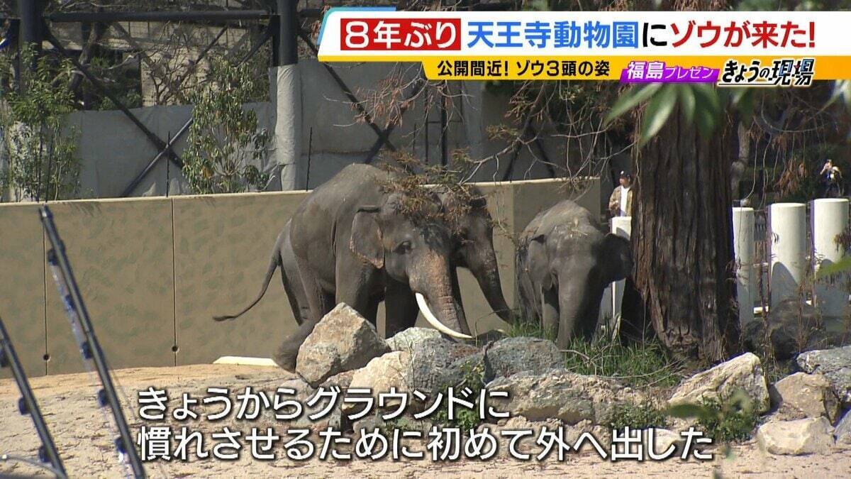【8年ぶり】天王寺動物園にゾウが来た！“バスケコート16面分”総工費44.6億円の『ゾウ舎』を福島アナが取材…３つのヒミツに迫る！一般公開前に会いに行ってみた！【解説】
