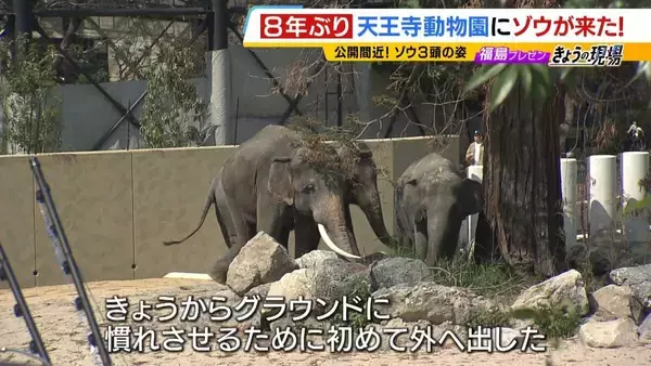 「【8年ぶり】天王寺動物園にゾウが来た！“バスケコート16面分”総工費44.6億円の『ゾウ舎』を福島アナが取材…３つのヒミツに迫る！一般公開前に会いに行ってみた！【解説】」の画像