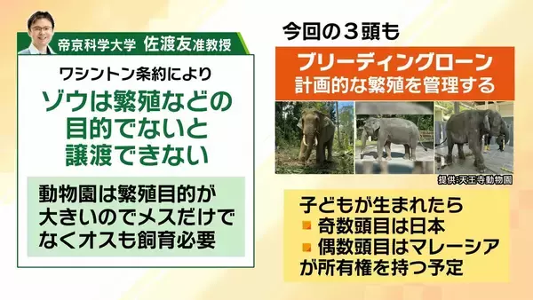 「【8年ぶり】天王寺動物園にゾウが来た！“バスケコート16面分”総工費44.6億円の『ゾウ舎』を福島アナが取材…３つのヒミツに迫る！一般公開前に会いに行ってみた！【解説】」の画像