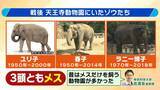 「【8年ぶり】天王寺動物園にゾウが来た！“バスケコート16面分”総工費44.6億円の『ゾウ舎』を福島アナが取材…３つのヒミツに迫る！一般公開前に会いに行ってみた！【解説】」の画像6