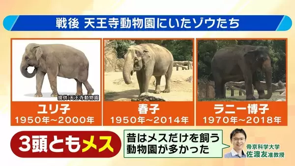 「【8年ぶり】天王寺動物園にゾウが来た！“バスケコート16面分”総工費44.6億円の『ゾウ舎』を福島アナが取材…３つのヒミツに迫る！一般公開前に会いに行ってみた！【解説】」の画像