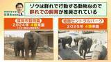 「【8年ぶり】天王寺動物園にゾウが来た！“バスケコート16面分”総工費44.6億円の『ゾウ舎』を福島アナが取材…３つのヒミツに迫る！一般公開前に会いに行ってみた！【解説】」の画像7