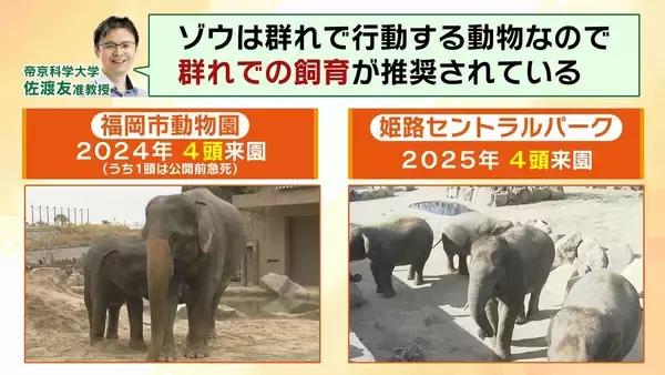 「【8年ぶり】天王寺動物園にゾウが来た！“バスケコート16面分”総工費44.6億円の『ゾウ舎』を福島アナが取材…３つのヒミツに迫る！一般公開前に会いに行ってみた！【解説】」の画像