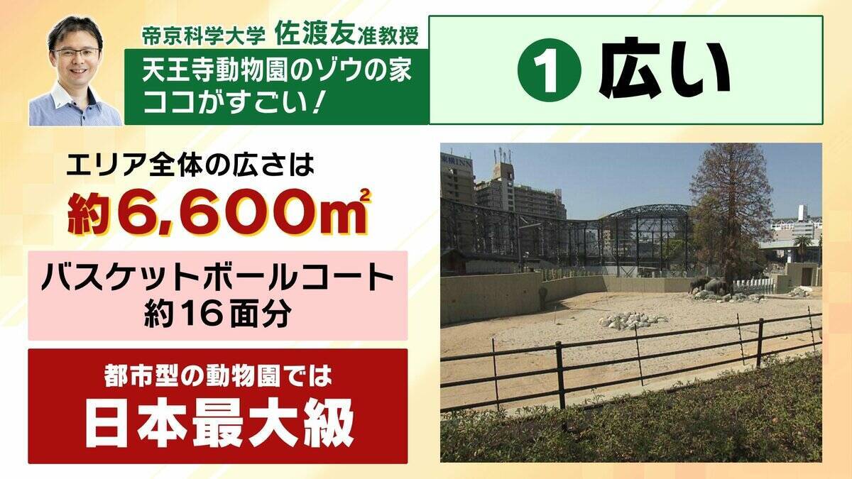 【8年ぶり】天王寺動物園にゾウが来た！“バスケコート16面分”総工費44.6億円の『ゾウ舎』を福島アナが取材…３つのヒミツに迫る！一般公開前に会いに行ってみた！【解説】