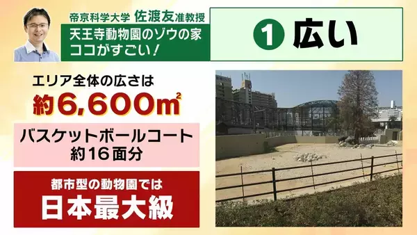 「【8年ぶり】天王寺動物園にゾウが来た！“バスケコート16面分”総工費44.6億円の『ゾウ舎』を福島アナが取材…３つのヒミツに迫る！一般公開前に会いに行ってみた！【解説】」の画像