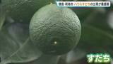 「徳島特産「ハウスすだち」出荷が最盛期　さわやかな甘酸っぱい香りが漂う中で丁寧に摘み取り　品質“非常に良好”　徳島・阿南市」の画像1