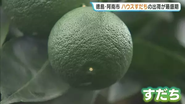 徳島特産「ハウスすだち」出荷が最盛期　さわやかな甘酸っぱい香りが漂う中で丁寧に摘み取り　品質“非常に良好”　徳島・阿南市