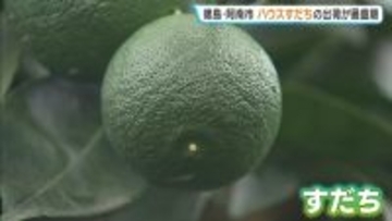 徳島特産「ハウスすだち」出荷が最盛期　さわやかな甘酸っぱい香りが漂う中で丁寧に摘み取り　品質“非常に良好”　徳島・阿南市