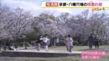 にぎやかな公園を抜けた先…釣り堀にひっそり咲く「満開の枝垂れ桜」　京都・八幡市の隠れ絶景【写真記事】