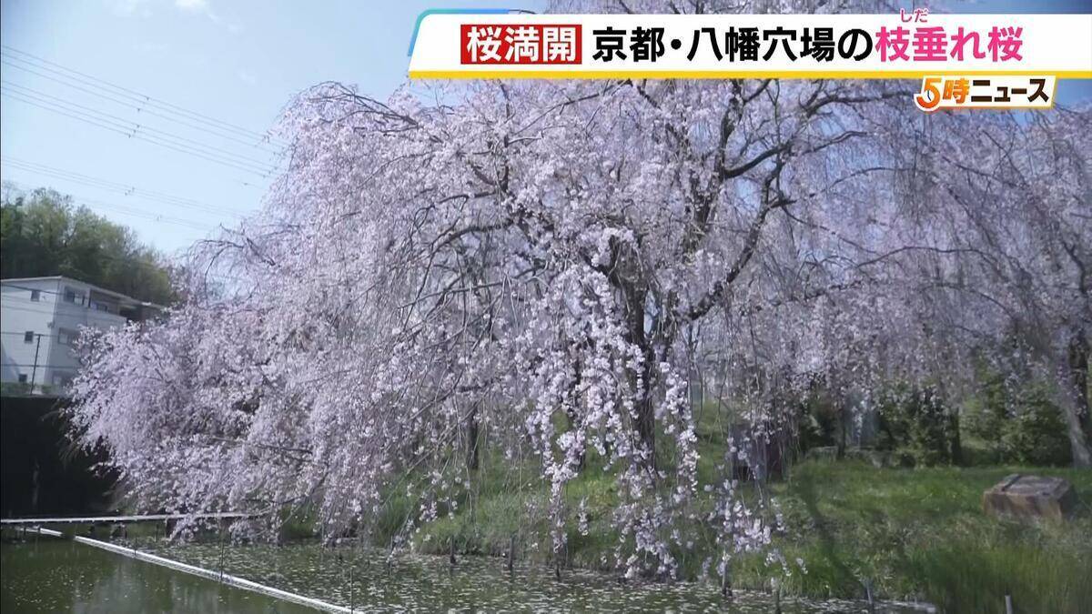 にぎやかな公園を抜けた先…釣り堀にひっそり咲く「満開の枝垂れ桜」　京都・八幡市の隠れ絶景【写真記事】