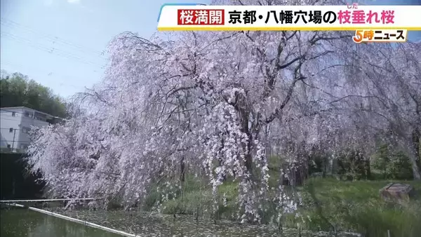 「にぎやかな公園を抜けた先…釣り堀にひっそり咲く「満開の枝垂れ桜」　京都・八幡市の隠れ絶景【写真記事】」の画像