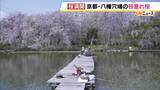 「にぎやかな公園を抜けた先…釣り堀にひっそり咲く「満開の枝垂れ桜」　京都・八幡市の隠れ絶景【写真記事】」の画像3