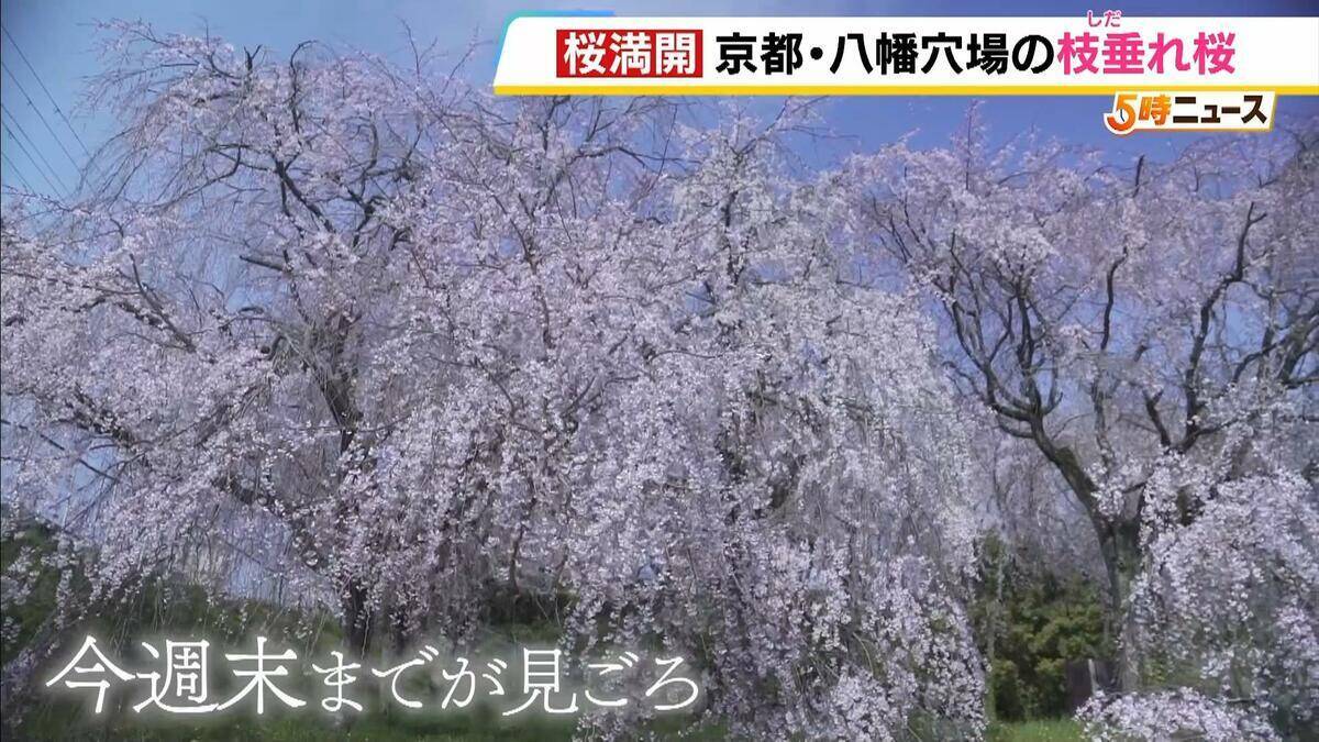にぎやかな公園を抜けた先…釣り堀にひっそり咲く「満開の枝垂れ桜」　京都・八幡市の隠れ絶景【写真記事】