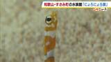 「砂の中からニョロニョロと…5種類30匹の生き物が来場者を楽しませる『にょろにょろ展』　和歌山・すさみ町「エビとカニの水族館」」の画像1