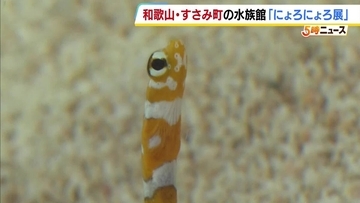 砂の中からニョロニョロと…5種類30匹の生き物が来場者を楽しませる『にょろにょろ展』　和歌山・すさみ町「エビとカニの水族館」