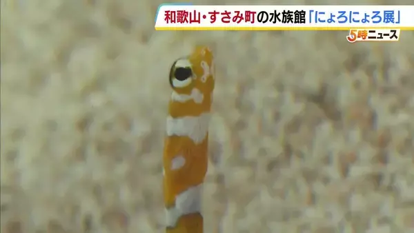 砂の中からニョロニョロと…5種類30匹の生き物が来場者を楽しませる『にょろにょろ展』　和歌山・すさみ町「エビとカニの水族館」