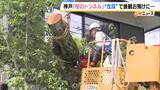 「長年親しまれた「桜のトンネル」でソメイヨシノの老木の伐採始まる　調査で“危険な状況にある”と判明　元の景観に戻るには10年以上かかる見込み　神戸・灘区」の画像1