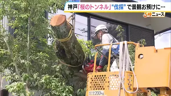 長年親しまれた「桜のトンネル」でソメイヨシノの老木の伐採始まる　調査で“危険な状況にある”と判明　元の景観に戻るには10年以上かかる見込み　神戸・灘区