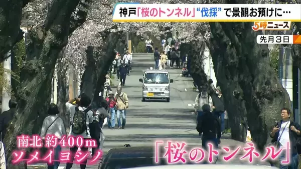 「長年親しまれた「桜のトンネル」でソメイヨシノの老木の伐採始まる　調査で“危険な状況にある”と判明　元の景観に戻るには10年以上かかる見込み　神戸・灘区」の画像