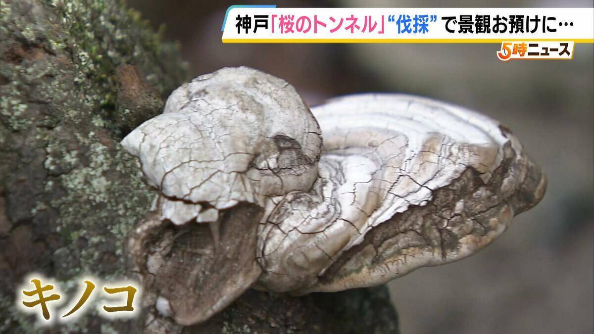 長年親しまれた「桜のトンネル」でソメイヨシノの老木の伐採始まる　調査で“危険な状況にある”と判明　元の景観に戻るには10年以上かかる見込み　神戸・灘区