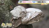 「長年親しまれた「桜のトンネル」でソメイヨシノの老木の伐採始まる　調査で“危険な状況にある”と判明　元の景観に戻るには10年以上かかる見込み　神戸・灘区」の画像3